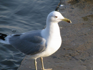 Картинка животные Чайки бакланы крачки