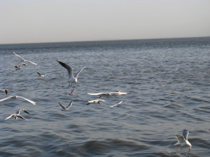 Картинка животные Чайки бакланы крачки