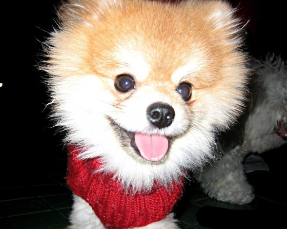 Обои картинки фото животные, собаки