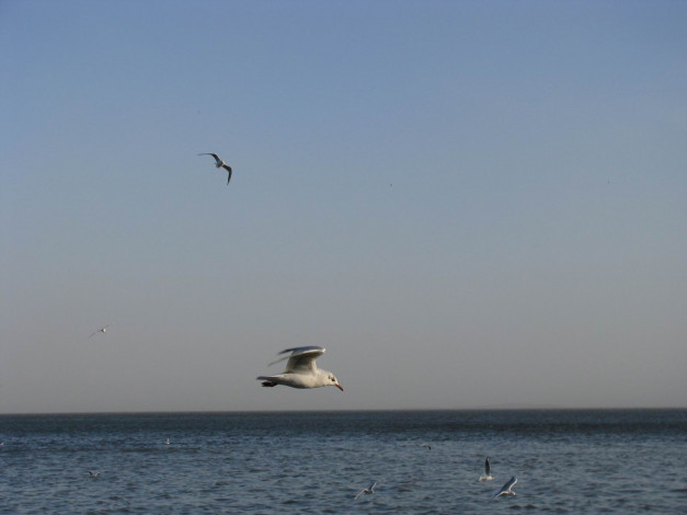 Обои картинки фото животные, Чайки, бакланы, крачки