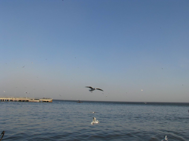 Обои картинки фото животные, Чайки, бакланы, крачки