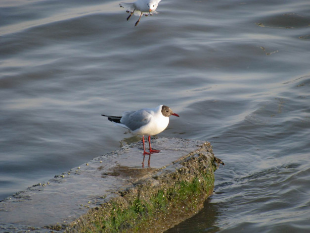 Обои картинки фото животные, Чайки, бакланы, крачки