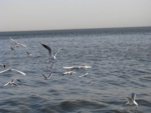 Обои картинки фото животные, Чайки, бакланы, крачки