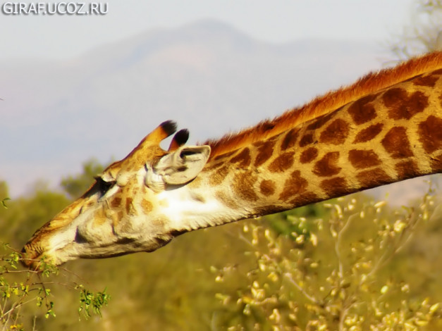 Обои картинки фото животные, жирафы