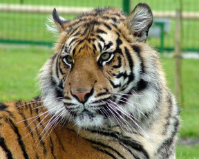 обоя животные, тигры