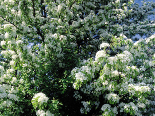 Картинка цветы цветущие деревья кустарники