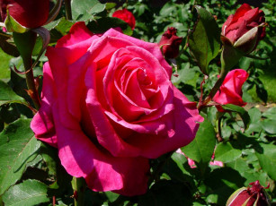 Картинка цветы розы