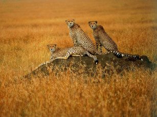 Картинка животные гепарды