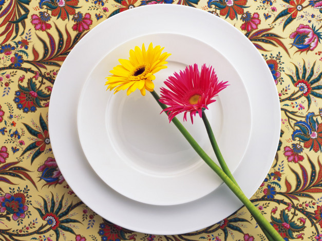 Обои картинки фото цветы, герберы