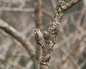 Картинка животные дятлы