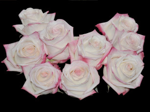 Картинка цветы розы