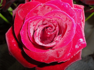 Картинка цветы розы