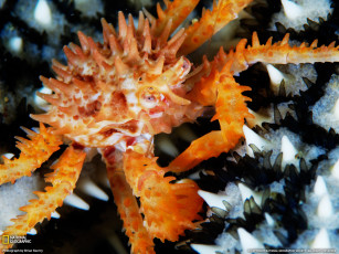 Картинка животные крабы раки