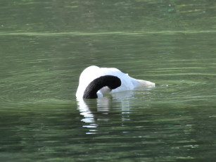 Картинка животные лебеди