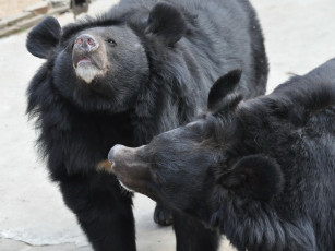 Картинка животные медведи