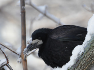 Картинка животные вороны грачи галки