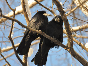 Картинка животные вороны грачи галки