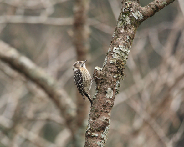 Обои картинки фото животные, дятлы