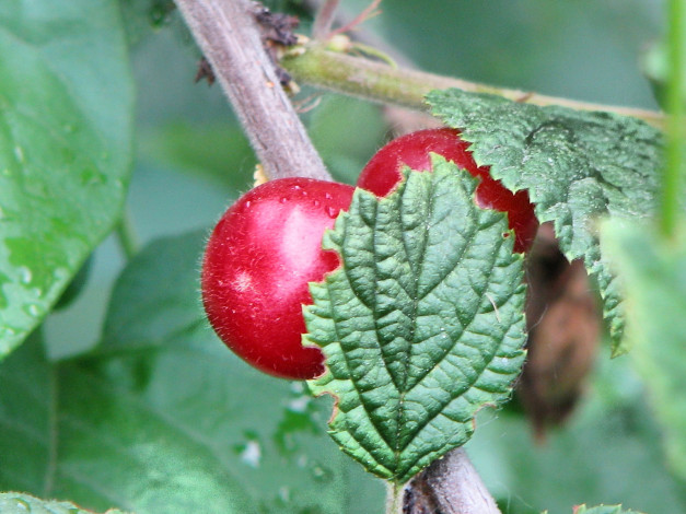 Обои картинки фото 