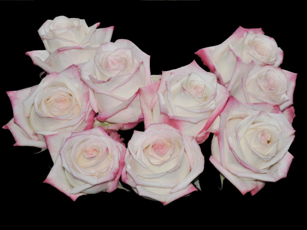 Обои картинки фото цветы, розы