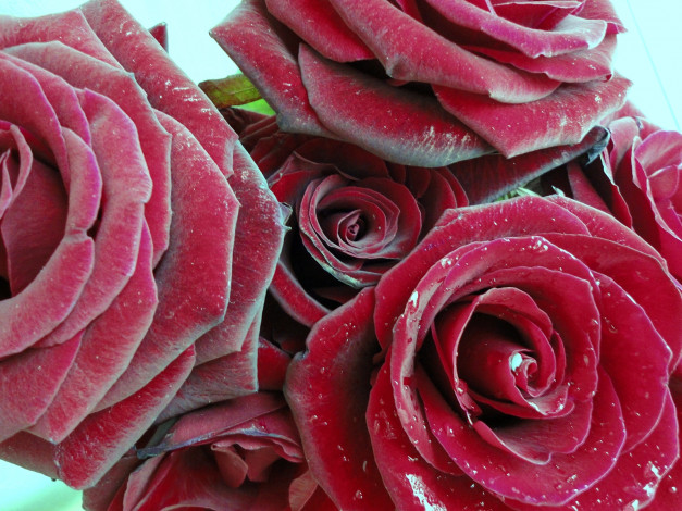 Обои картинки фото цветы, розы