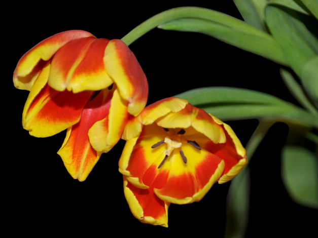 Обои картинки фото цветы, тюльпаны