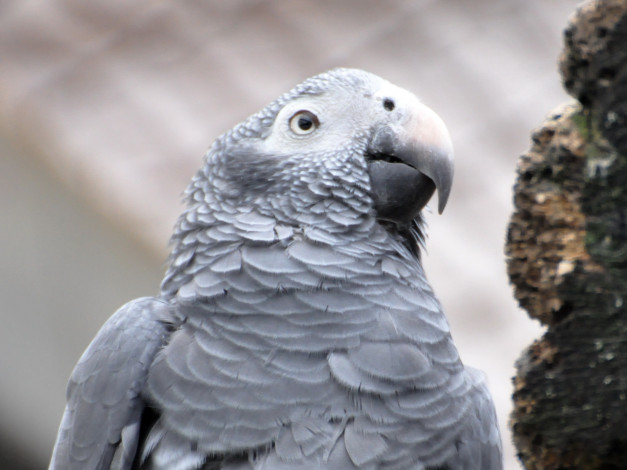 Обои картинки фото животные, попугаи