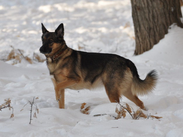 Обои картинки фото животные, собаки