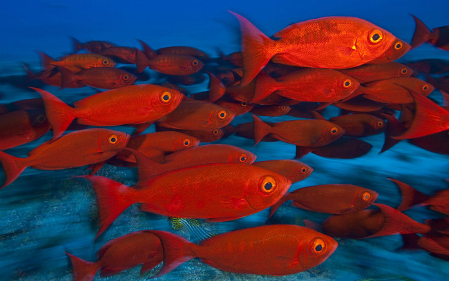 Обои картинки фото животные, рыбы