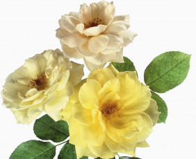 Картинка цветы розы капли лепестки листья