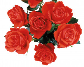 Картинка цветы розы алый