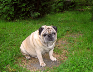 Картинка животные собаки мопс пёс трава