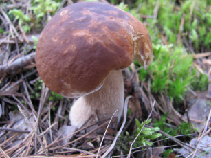 Картинка природа грибы