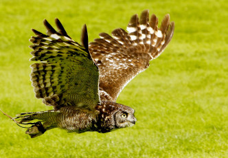 Картинка животные совы полет крылья