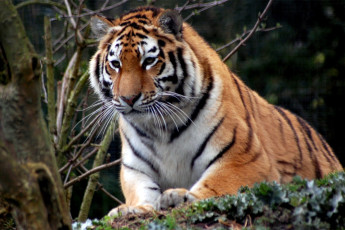 Картинка животные тигры полосатый хищник