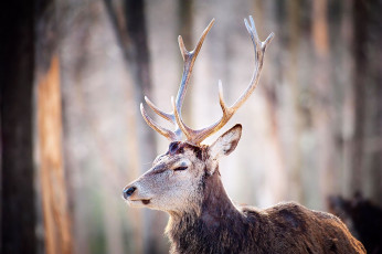 Картинка животные олени лес рога олень