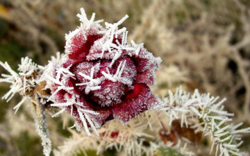 Картинка цветы розы роза иней