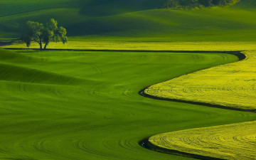 Картинка природа поля поле дерево