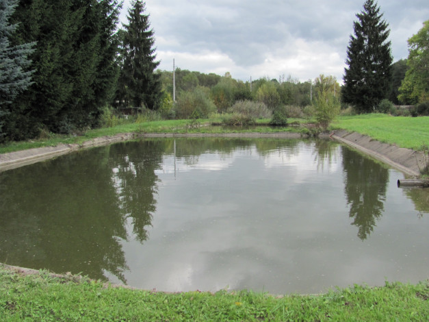 Обои картинки фото природа, реки, озера, пруд, трава, отражение, деревья