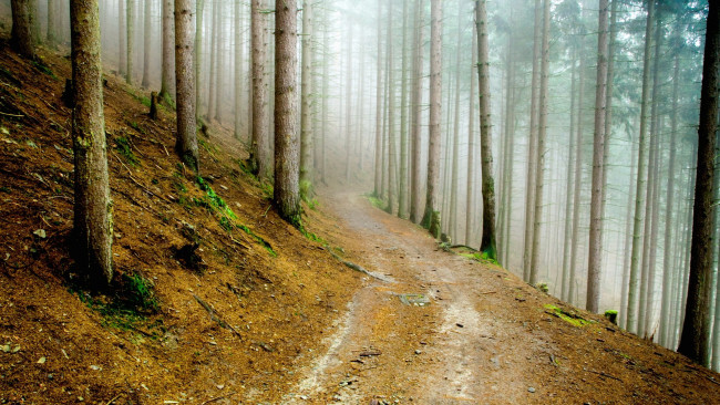 Обои картинки фото природа, лес, туман