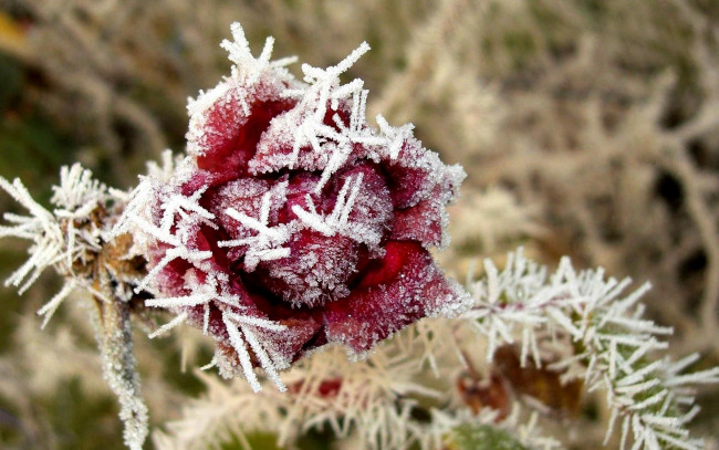 Обои картинки фото цветы, розы, роза, иней