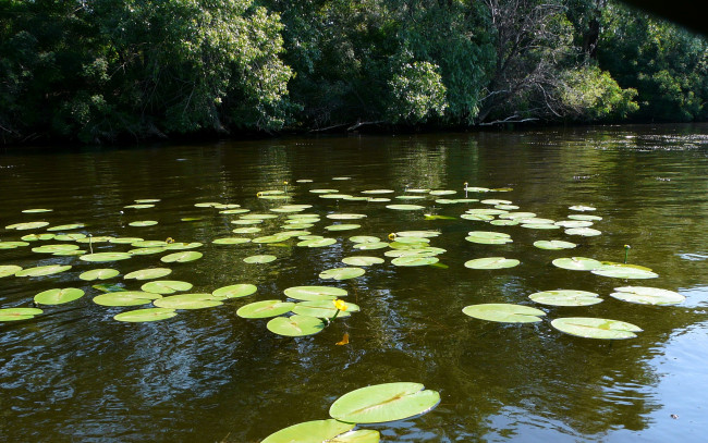 Обои картинки фото природа, реки, озера, река, деревья, кувшинки