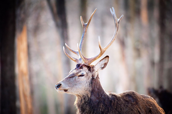 Обои картинки фото животные, олени, лес, рога, олень