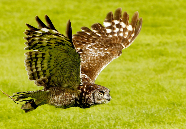 Обои картинки фото животные, совы, полет, крылья