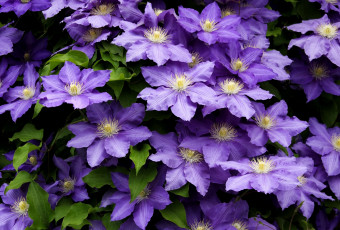 Картинка цветы клематис ломонос много фиолетовый