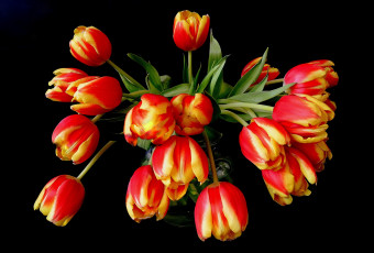 Картинка цветы тюльпаны букет