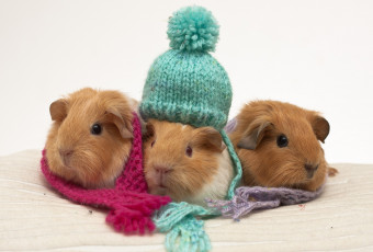 Картинка животные морские свинки хомяки шапочки