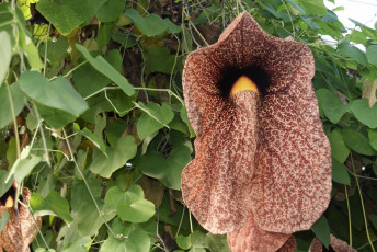 Картинка кирказон цветы экзотика