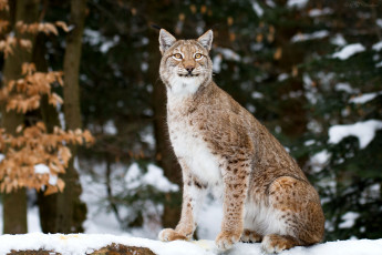 Картинка животные рыси снег кошка