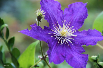 Картинка цветы клематис ломонос макро